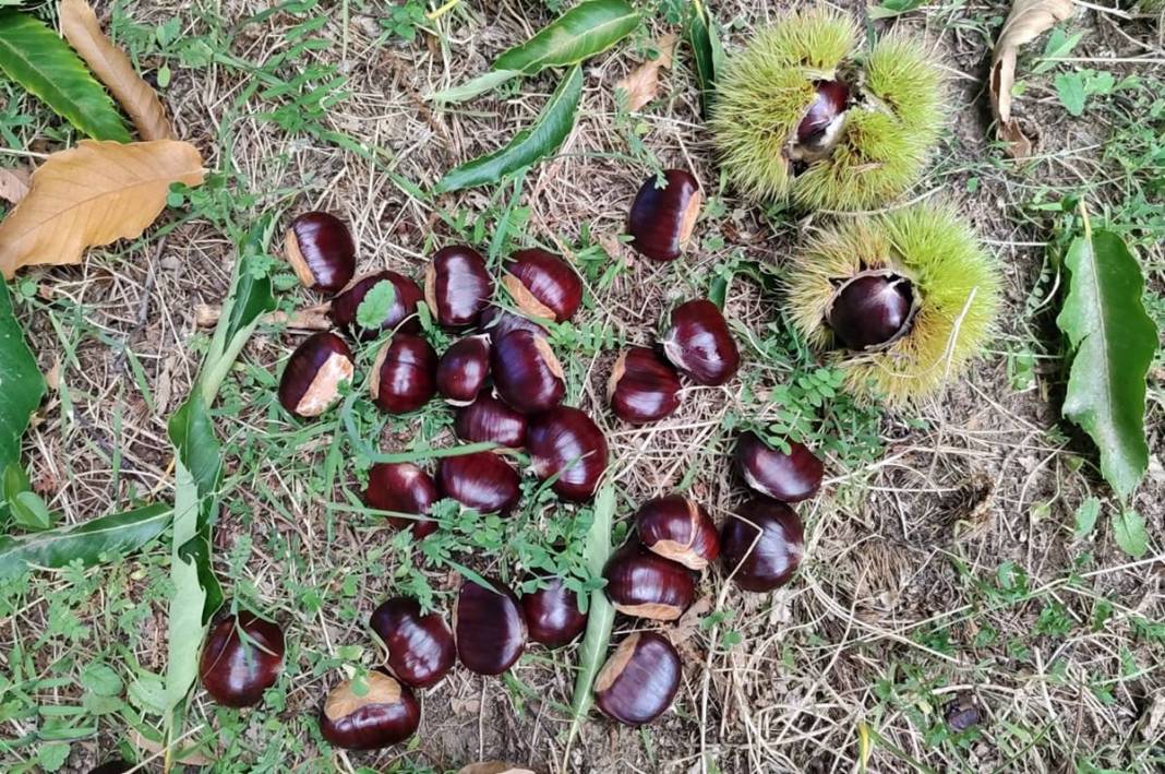 İlk ürün o kentte toplanıyor: Arapların yeni gözdesi! Yurt dışına ihraç ediliyor 15